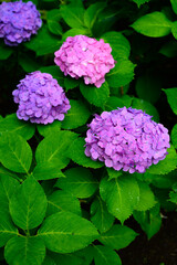 梅雨に咲く紫陽花