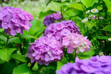 梅雨の晴れ間に咲く紫陽花