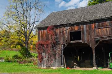 a wooden new england barn covered in a bittersweet vine in autumn
