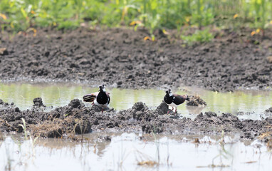 A pair of lapwings (small waders) in a puddle after a rainstorm...