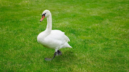 White swan walking and grazing in lush green park on a summer day