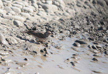 The lark, tormented by thirst, drinks water from a puddle left over from the heat...