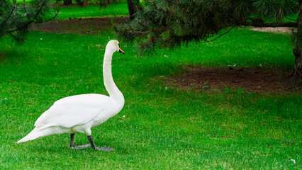 Swan in white feathers slowly walking in green park during warm daylight