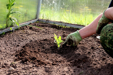 Male hand in dirty glove near watermelon sprout in greenhouse garden bed. Planting plant, agriculture - horizontal photo, close-up