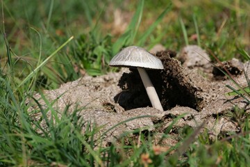 Panaeolus semiovatus or Panaeolus antillarum, which often grow on animal excrements, met in Tanzania, Arusha National Park
