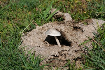 Panaeolus semiovatus or Panaeolus antillarum, which often grow on animal excrements, met in...