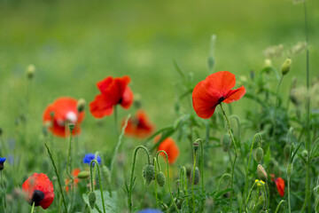 beautiful field with poppies and cornflowers, summer landscape with blooming bright flowers