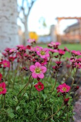 The saxifrage is pink
pink garden flowers