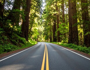 Fototapeta premium Road through redwood forest (1)