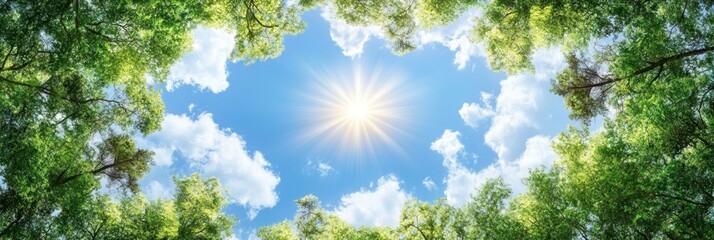 Sunlight Through Lush Trees and Blue Sky