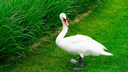 Swan in white feathers slowly walking in green park during warm daylight