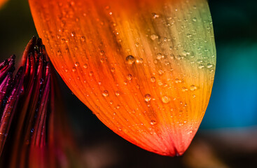 close up on a flower