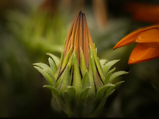 close up on a flower