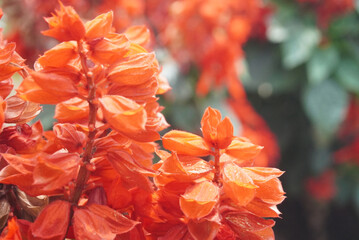 orange flowers