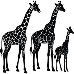 Naklejka premium Black and white illustration of three giraffes with distinctive patterned coats on white background
