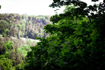 Lush green foliage in sharp focus fills the foreground, while a scenic, slightly blurred hillside covered in mixed forest stretches into the background.