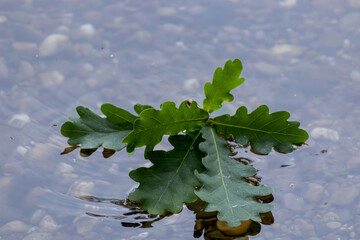 Eichenblatt auf dem Wasser