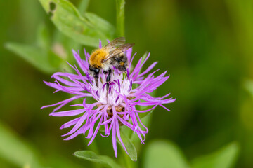 Biene auf einer Blüte