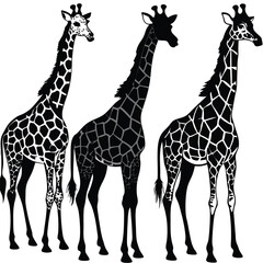 Obraz premium Elegant silhouette illustrations of three giraffes depicting wildlife and animal diversity