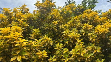 yellow flowers in spring