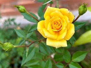single yellow rose