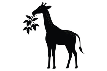 Obraz premium Simple black silhouette illustration of a giraffe grazing on leaves against a white background