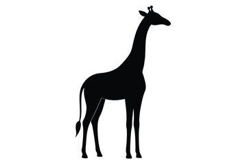 Fototapeta premium Giraffe Silhouette Isolated on White Background