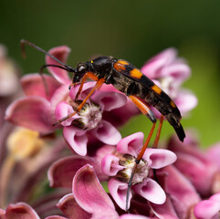 Slender Longhorn Beetle or Black-tipped Leptus, Strangalia attenuata, sitting on wild flowers