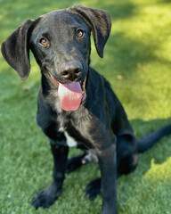 Black Lab or Pointer Mix Puppy on Green Turf