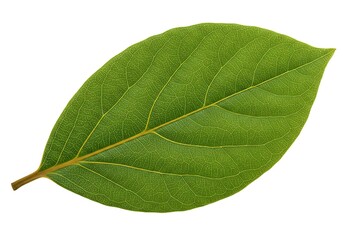 Fototapeta premium Emerald Embrace