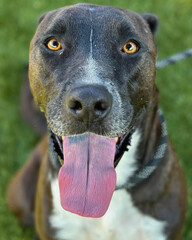 Brindle Pit Bull Mix with Wide Tongue