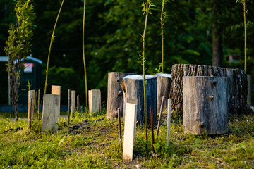 Small tree saplings supported by wooden stakes and surrounded by cut tree stumps in a grassy area,...