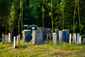 Fototapeta premium Small tree saplings supported by wooden stakes and surrounded by cut tree stumps in a grassy area, with forest background and soft evening light.