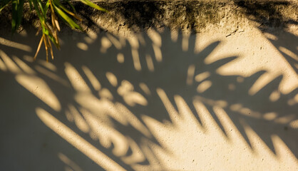 plam leaves shadow on concrete wall background only shadow no tree
