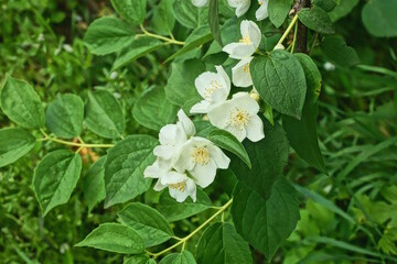White flowers on the green branches of the jasmine bush in nature in the summer garden