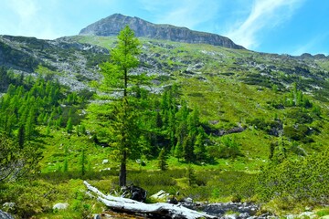 View of mountain peak in High Tauern mountain in Central eastern alps, Austria with a larch tree...