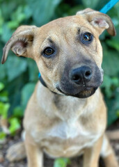 Tan Mixed Breed Puppy Tilting Head