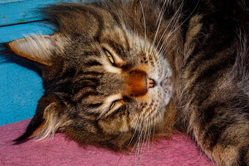 Close-up of Fluffy Maine Coon Cat Lying on Table — Domestic Pet, Sleepy Long-Haired Cat, Relaxed Animal, Feline Face Expression