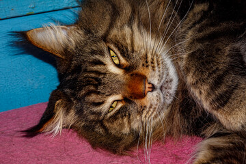 Close-up of Fluffy Maine Coon Cat Lying on Table — Domestic Pet, Sleepy Long-Haired Cat, Relaxed Animal, Feline Face Expression