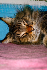 Close-up of Fluffy Maine Coon Cat Lying on Table — Domestic Pet, Sleepy Long-Haired Cat, Relaxed Animal, Feline Face Expression