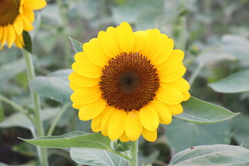 Obraz premium Sunflowers blooming in the park
