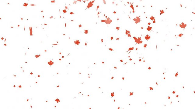 Maple leaves fall animation, red leaves descend on white. Autumnthemed designs, backgrounds, posters, seasonal content for marketing materials and natureinspired projects. alpha channel