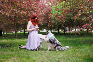 red-haired girl with curly hair walks with a marble-colored border collie dog. The girl in the...