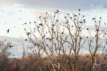 A large flock of crows gathers on a dry, bare tree