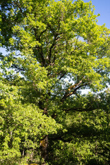 Chene pédonculé, Quercus robur,