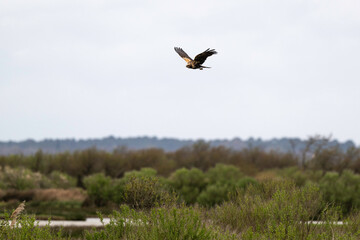 Busard des roseaux,Circus aeruginosus, Western Marsh Harrier, Réserve ornithologique, Le Teich, Bassin d'Arcachon, Landes de Gascogne, 33, Gironde