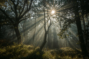 Enchanting Forest Clearing Bathed in Sunbeams, A Natural Steaming Sanctuary with Mist and Lucid Realism