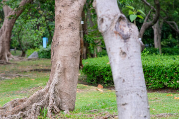A squirrel in Queen Sirikit Park Bangkok Thailand.