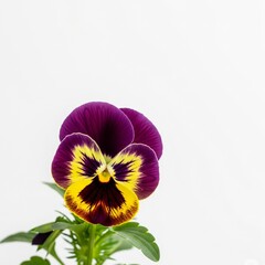 Beautiful Garden Pansy Studio Shot