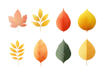 Obraz premium Collection of various autumn leaves on display